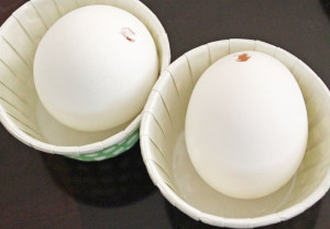 blown out eggs