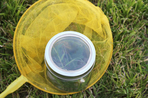 add a magnifying glass to a mason jar to make a bug jar
