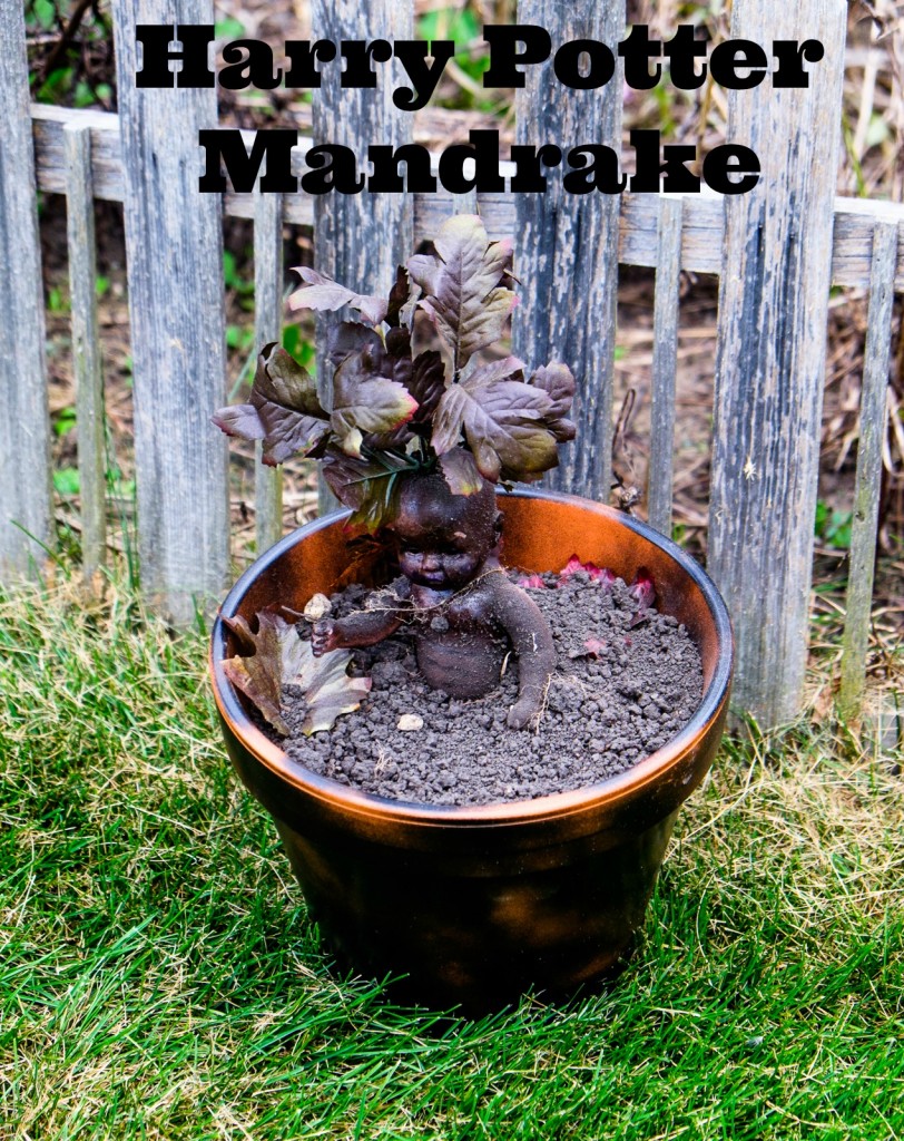 mandrake-812x1024